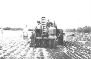 Roy Henry (far left), inventor of the first onion harvester. (No patent) 
